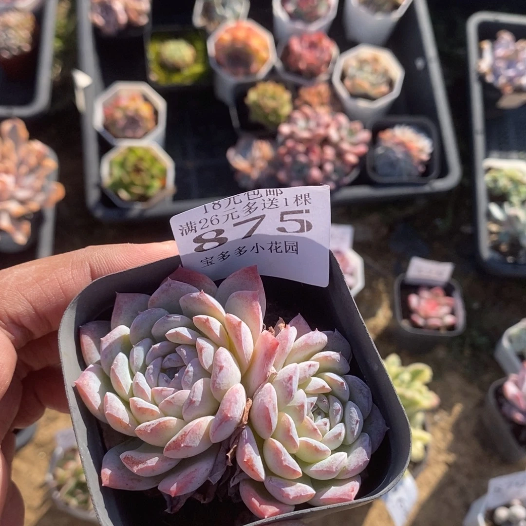 全状态雪颜冰魄一物一拍满18包邮满26送一颗多肉