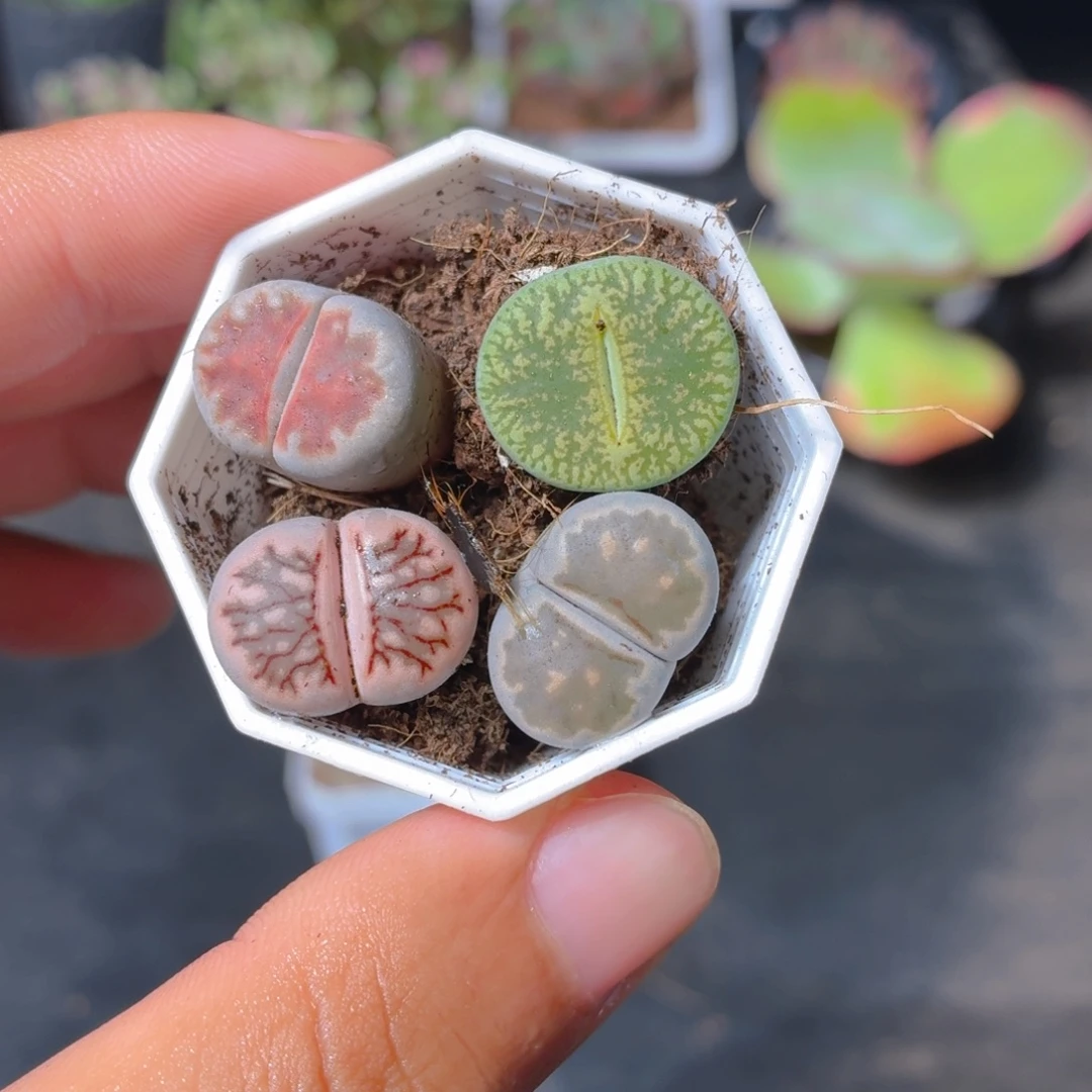 1颗生石花小苗多肉9.9包邮发货