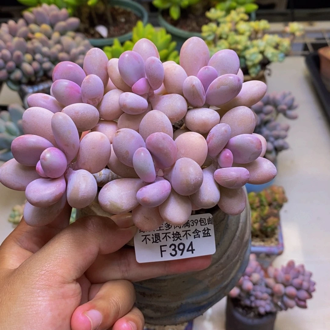 394糖果桃蛋多肉10cm