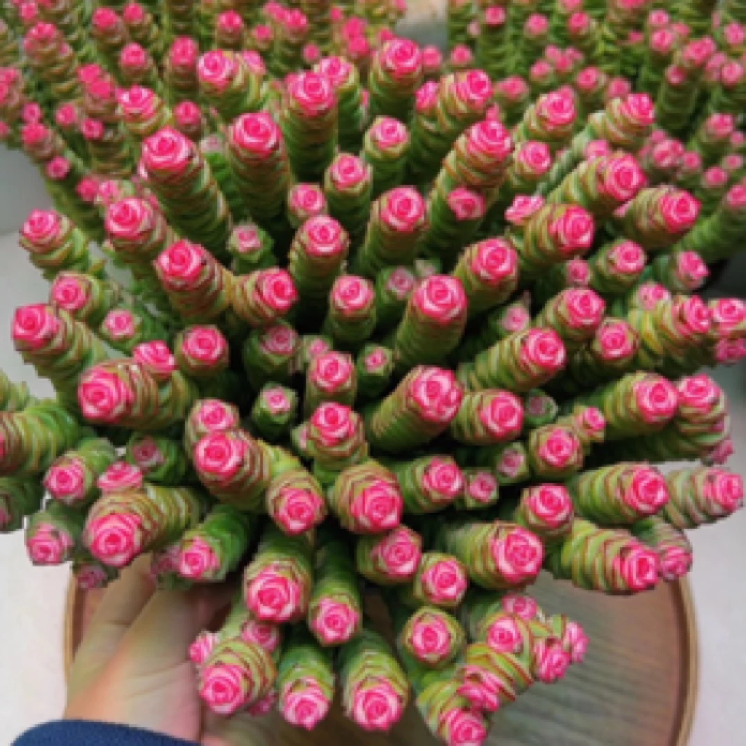 米淇家大盆钱串锦多肉植物带盆