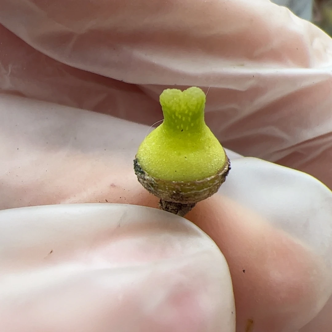 翠*丝0757号 小葫芦多肉植物