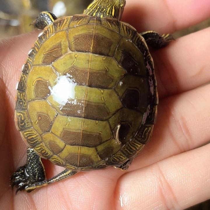 宠物龟不分公母西锦