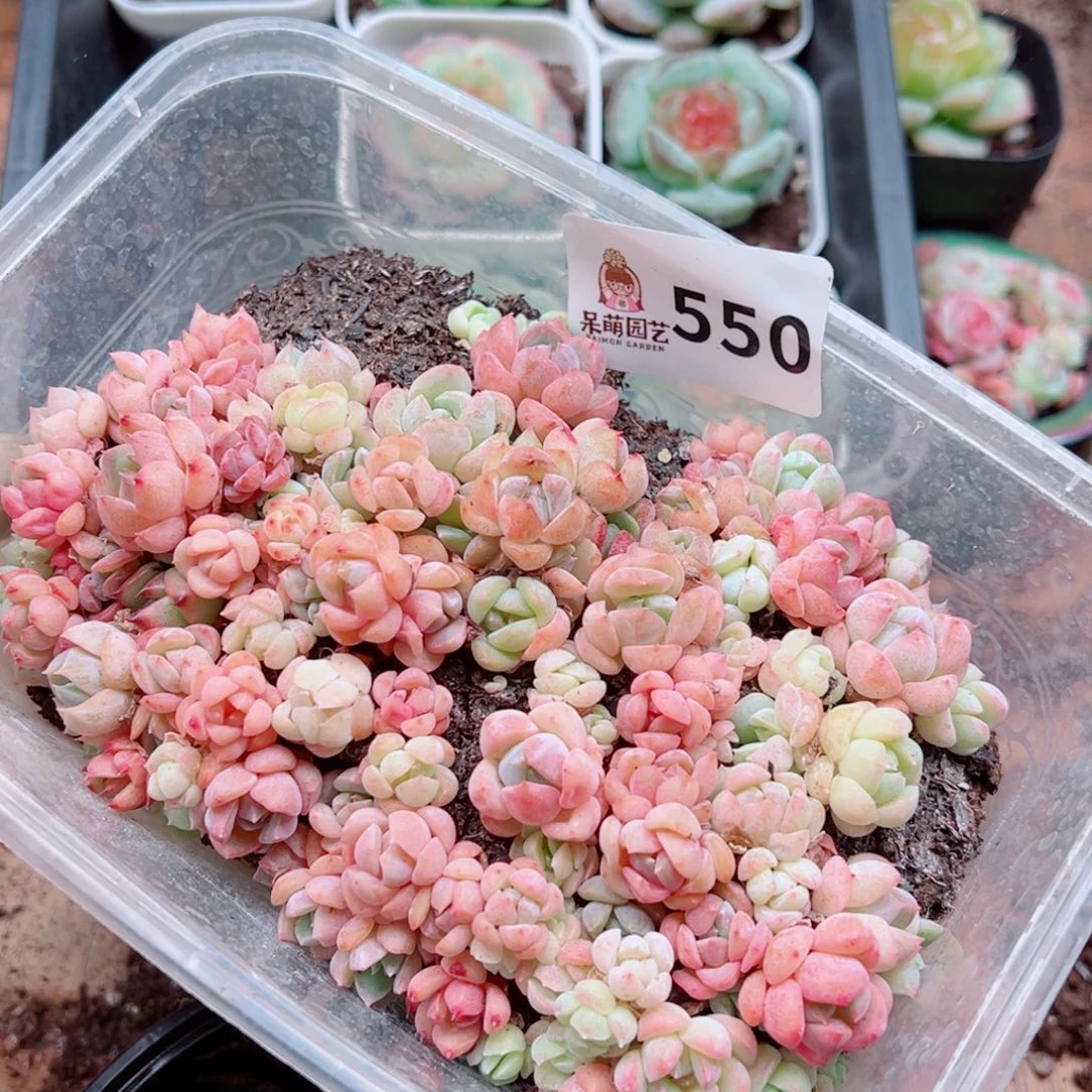 多肉植物多肉植物