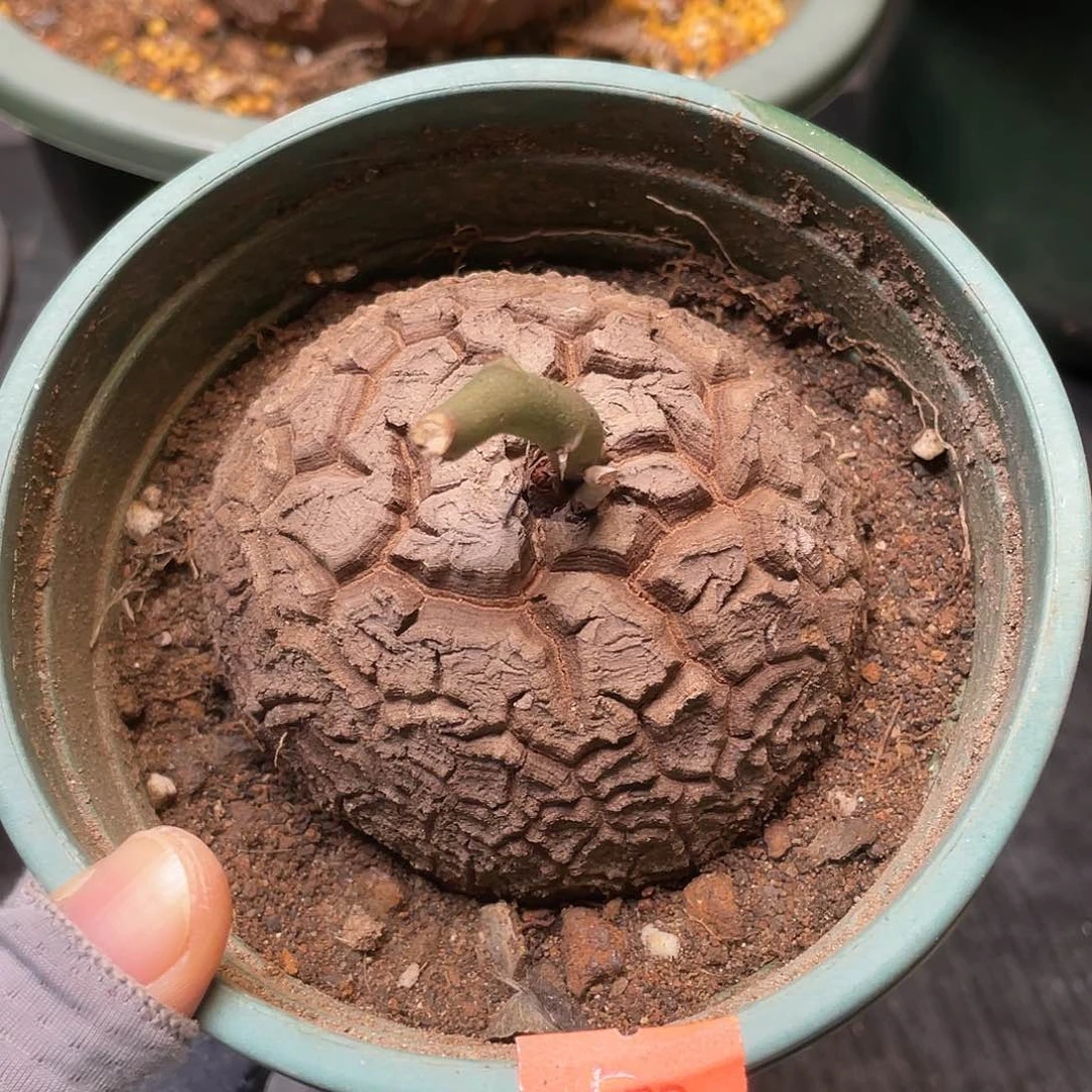 龟甲龙8公分养定