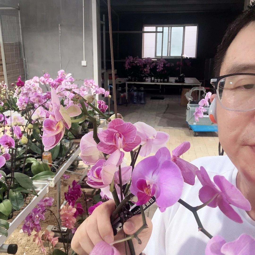 完全开放045石榴梦幻情人宾友三颗花后