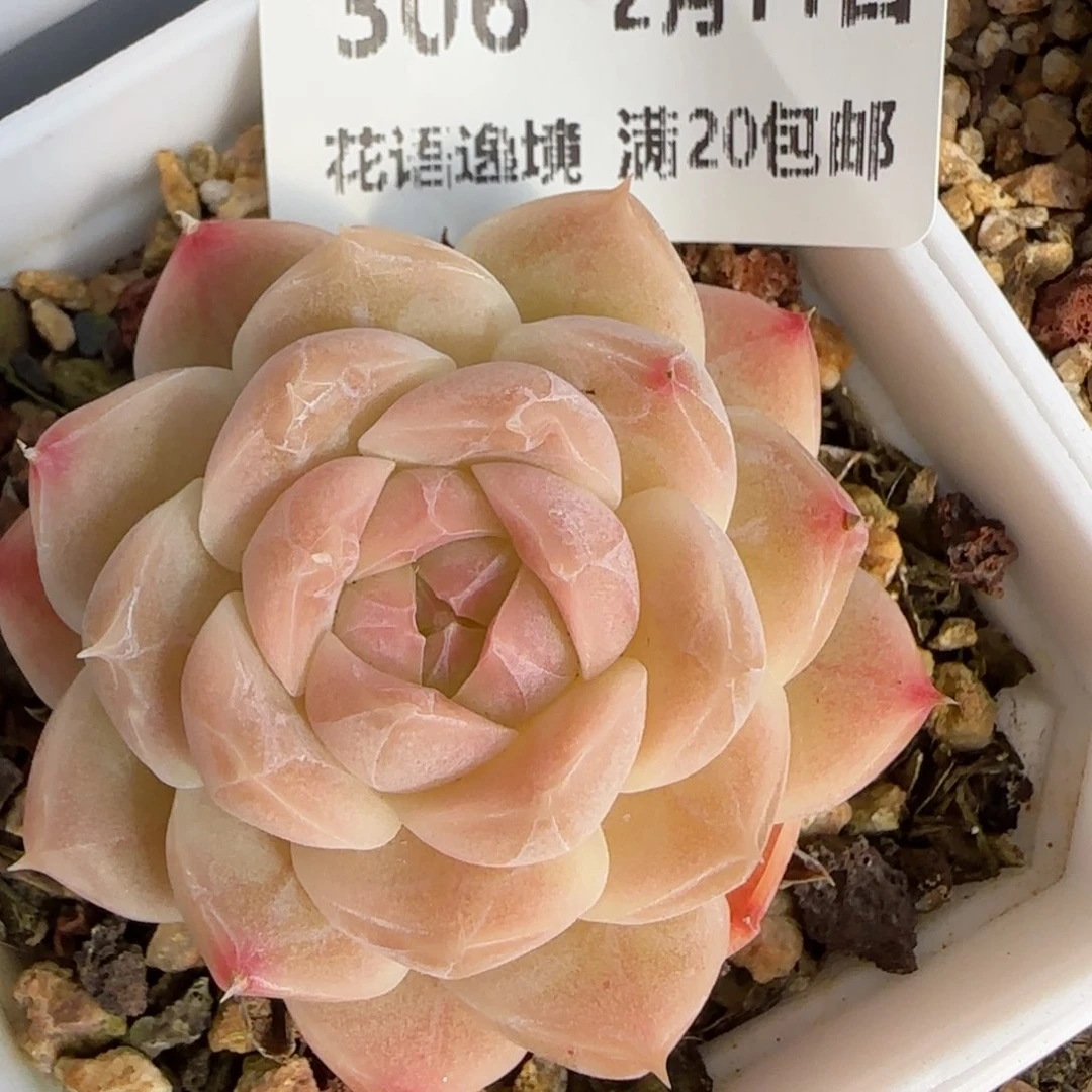 花语逸境0211-306