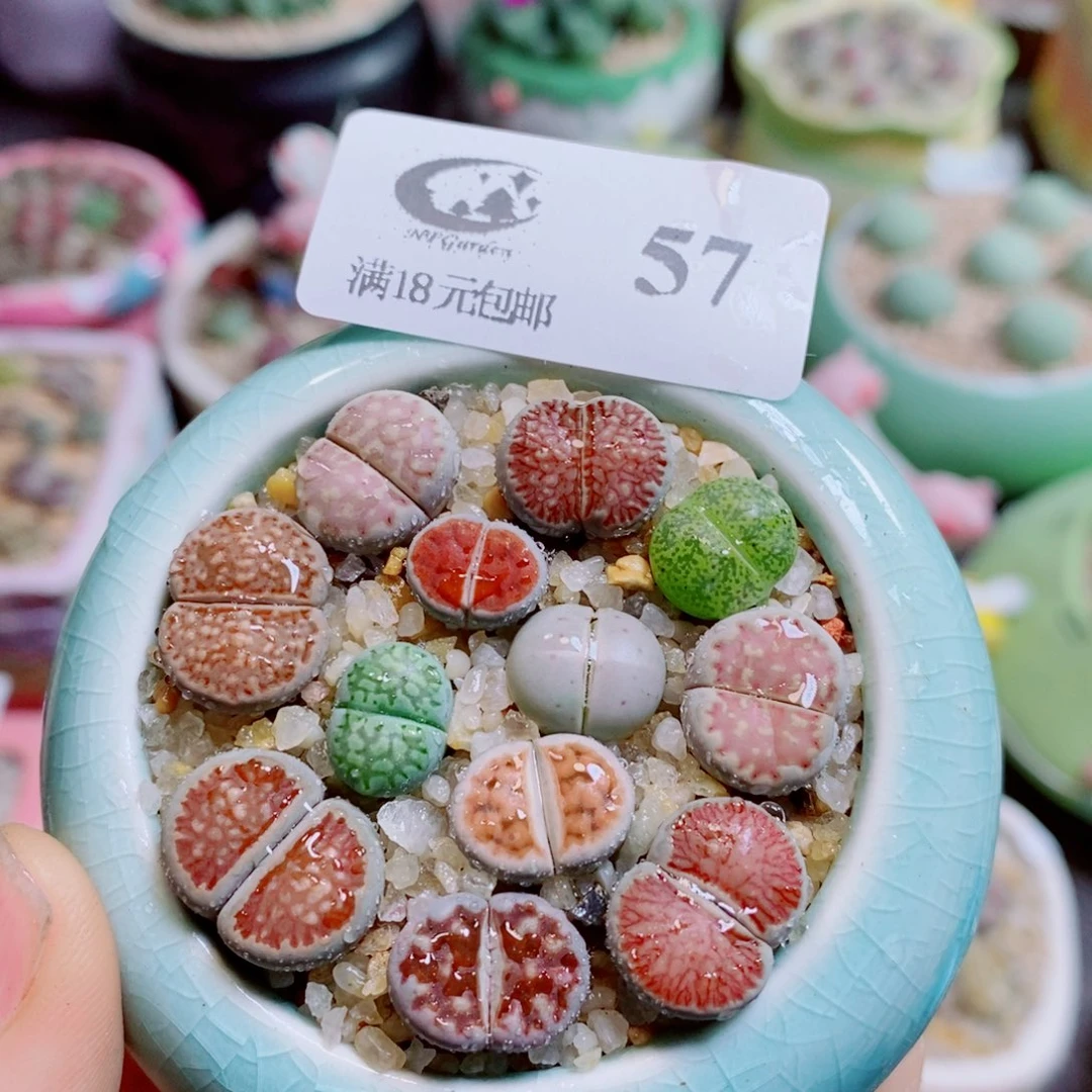 生石花花哈哈哈哈57