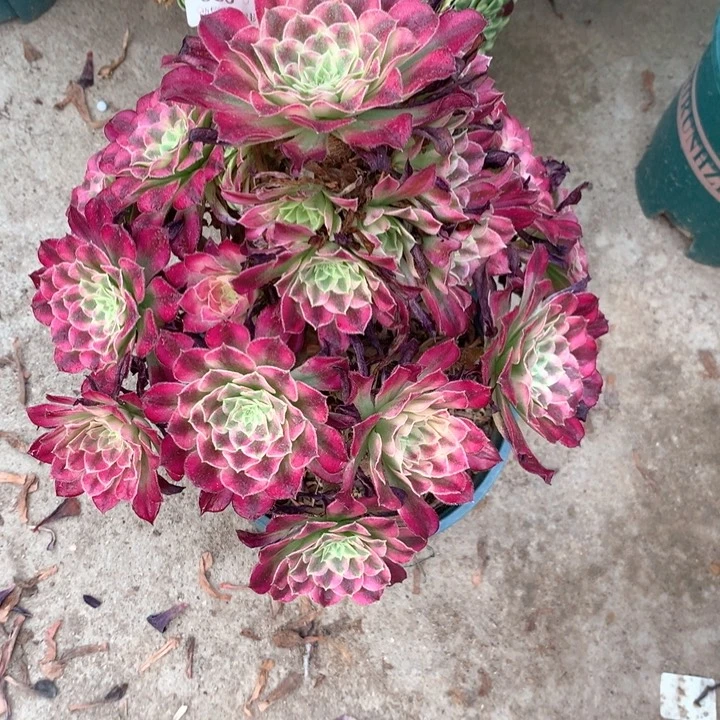 春***。365仙墨多肉植物特价不售后