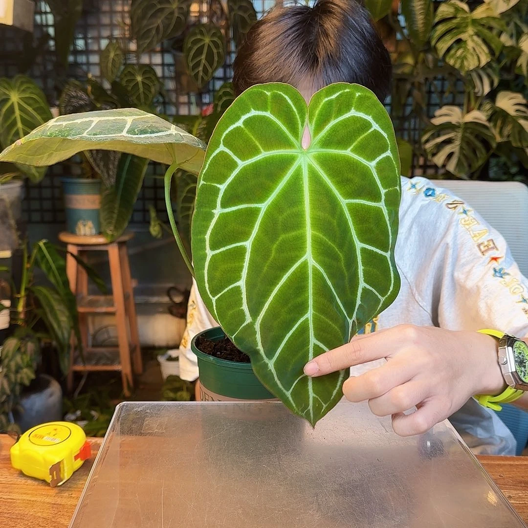 A***媛完全开放一物一拍P175