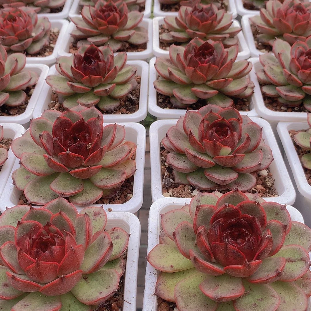 玫瑰雪特3456789990000000