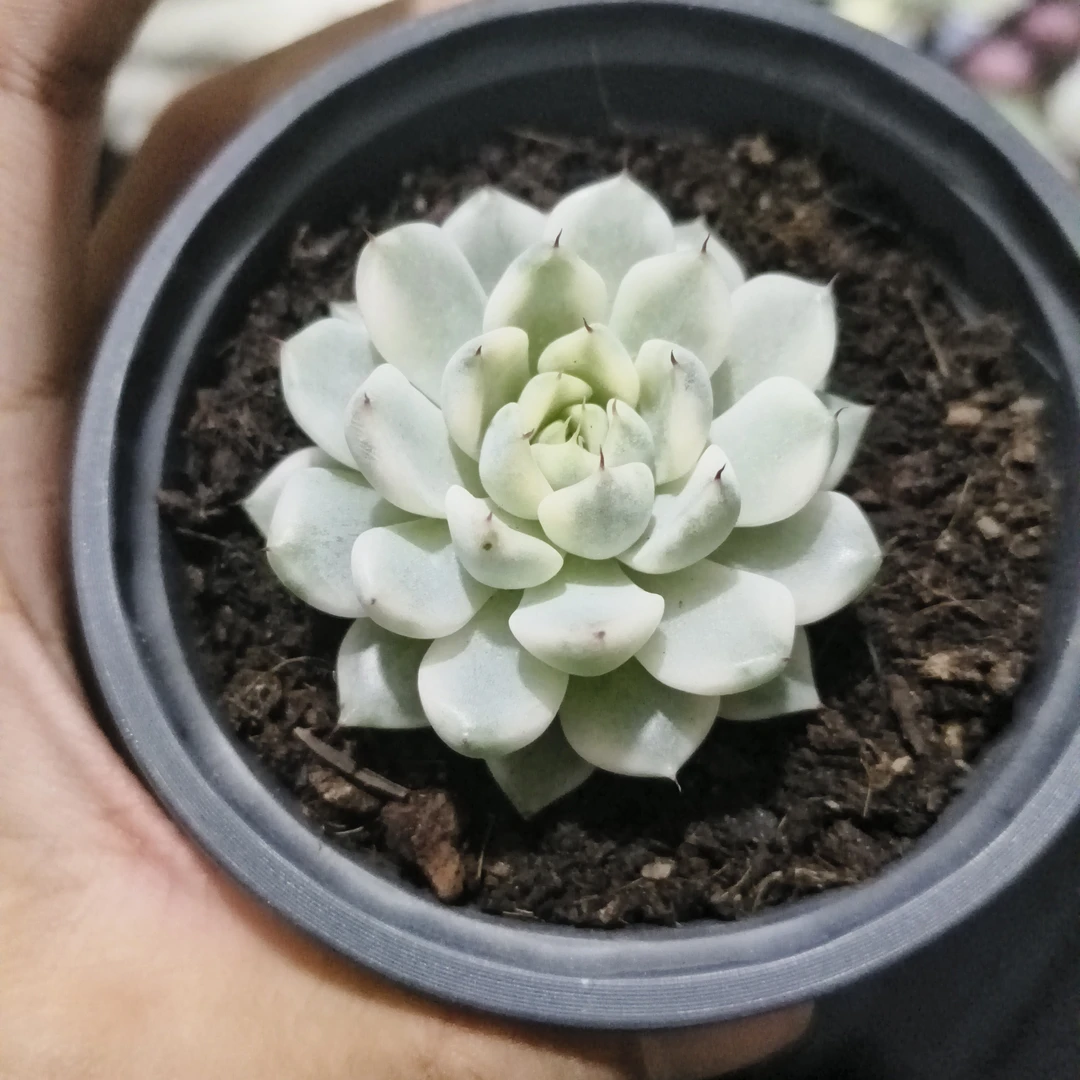 妲己锦多肉植物，，