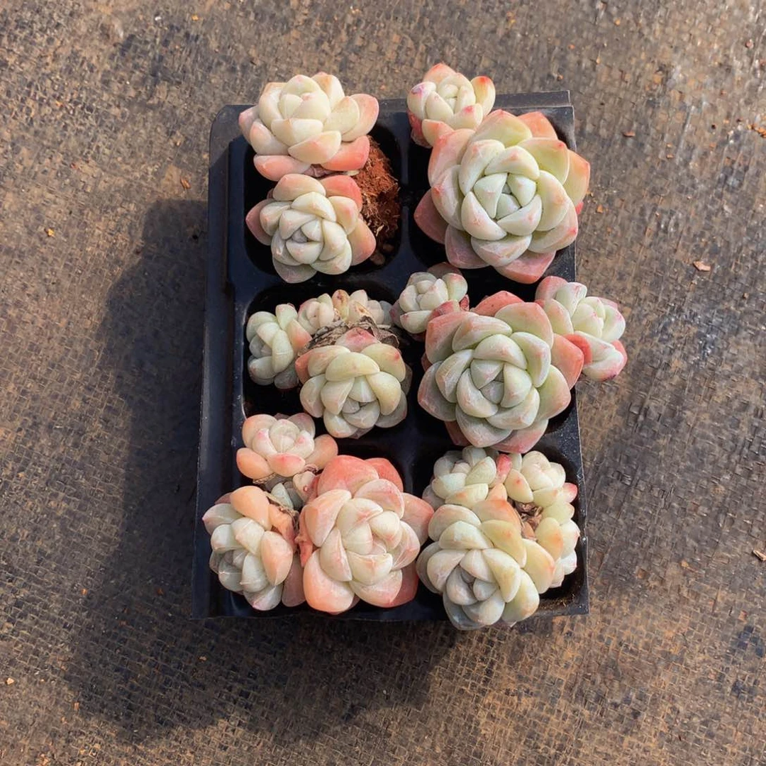 精控多肉组合组合一物一拍