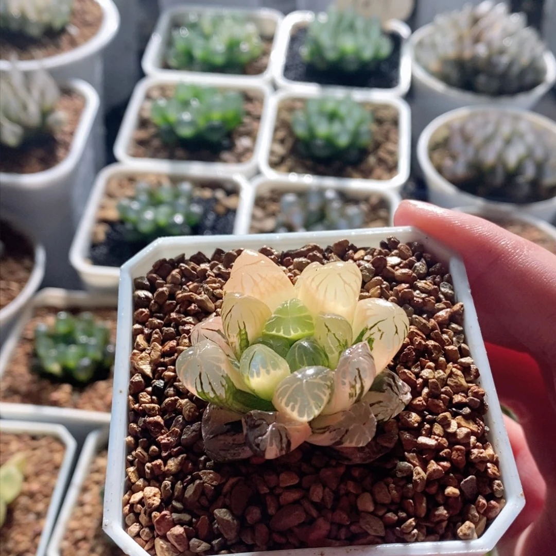 实生玉露锦多肉植物多肉植物