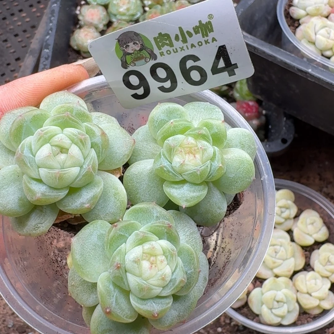 M***u多肉植物多肉植物