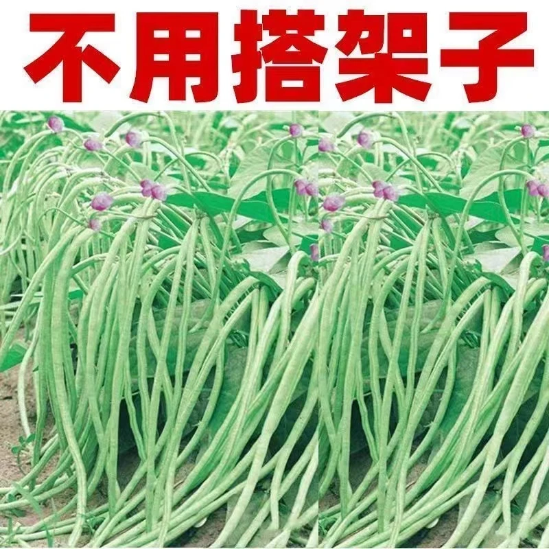 春播高产无架长豆角种子矮生不搭架长豇豆阳台盆栽地豆四季播蔬菜
