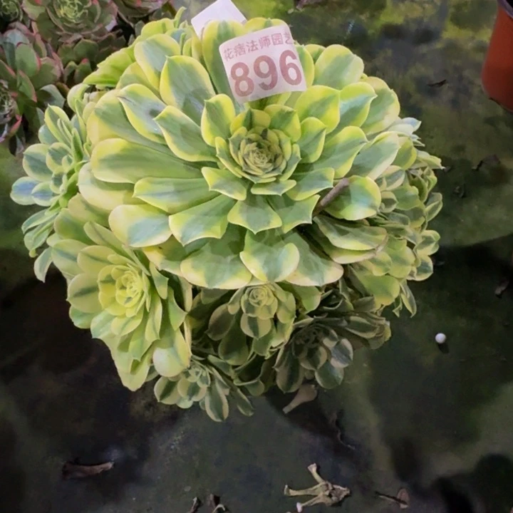 绿豆沙8960000000