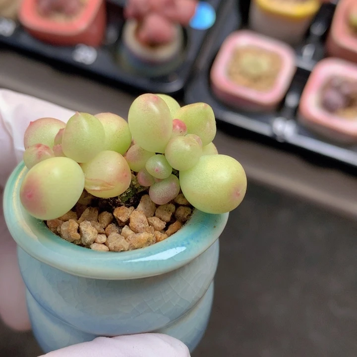 022 萤火虫 粉妆 2+2 木质