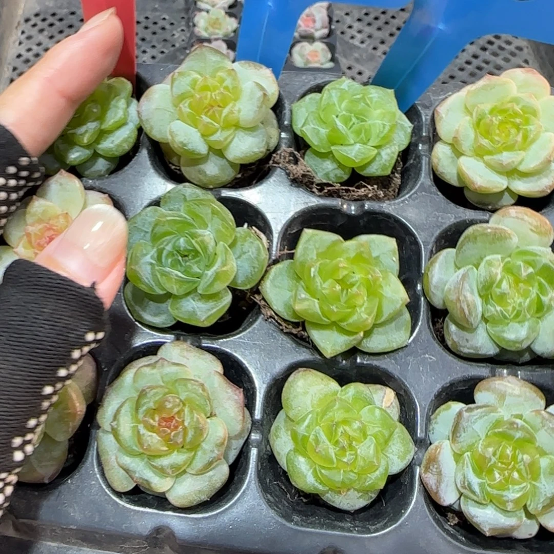 132满38包邮➗偏远发货后不退货退款