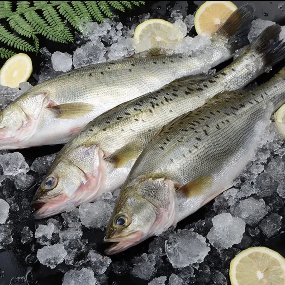 老弟 保净重5斤 新鲜深海鲈鱼 每条1斤左右 到手5条 肉多刺少