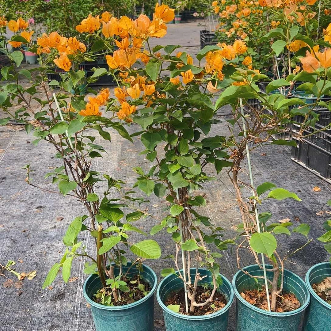 当前无花栽培后可以开花金色光辉一颗