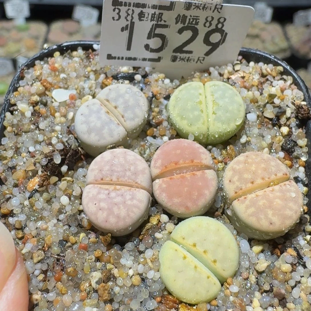 Ssss精品生石花1529