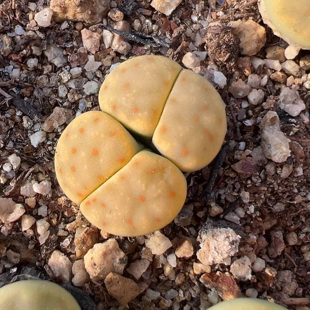 1031生石花下播福利炸1111111