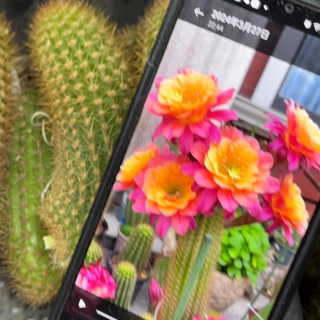 时光大大侧牙20包邮仙人球38