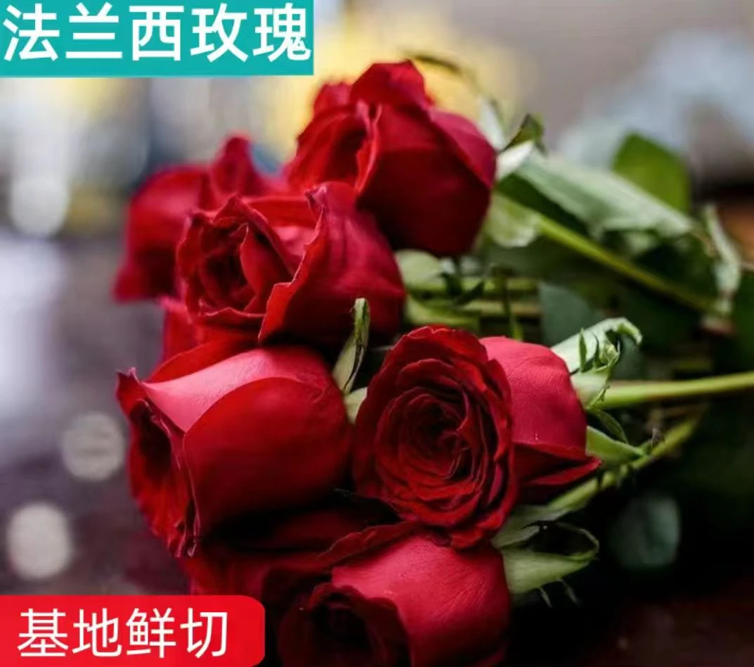 基地直发红玫瑰卡罗拉玫瑰花红色鲜花婚车玫瑰花