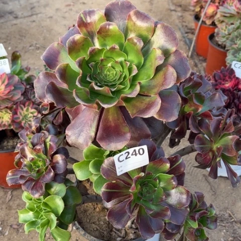 多肉植物花斑鹿捧花