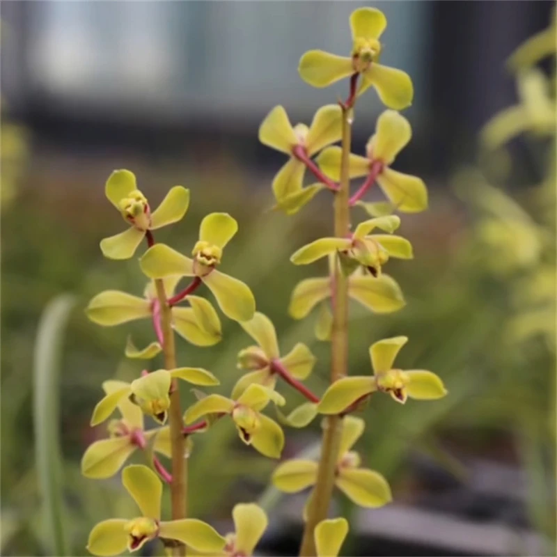 蕙兰程梅带花苞浓香兰花苗客厅阳台窗台室内花卉植物好养兰花苗