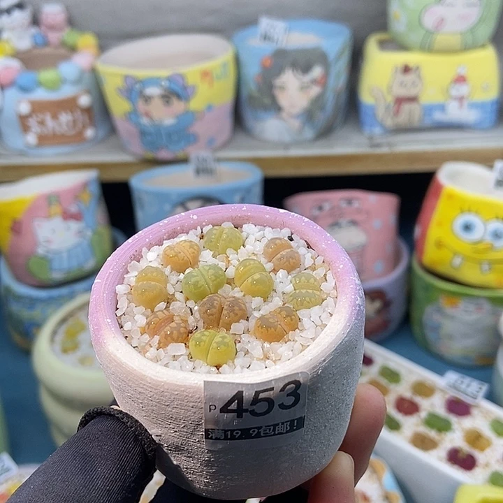 大舅生石花肉锥多肉453