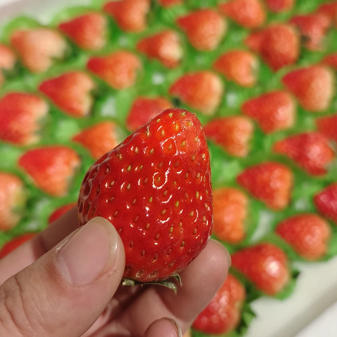 新鲜红颜草莓250g