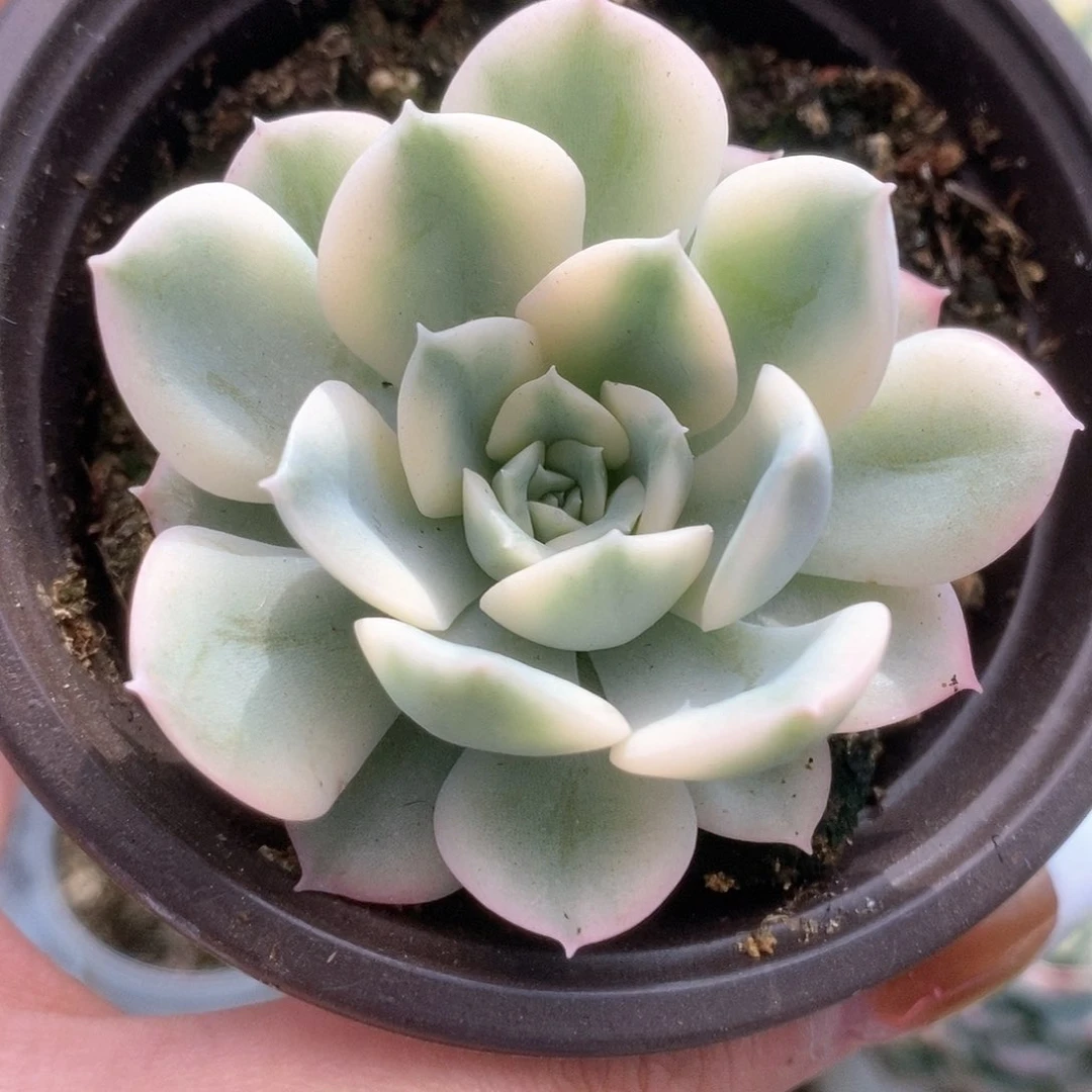 077月亮仙子锦锦锦锦锦锦