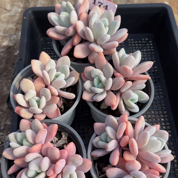 174多肉植物一物一拍