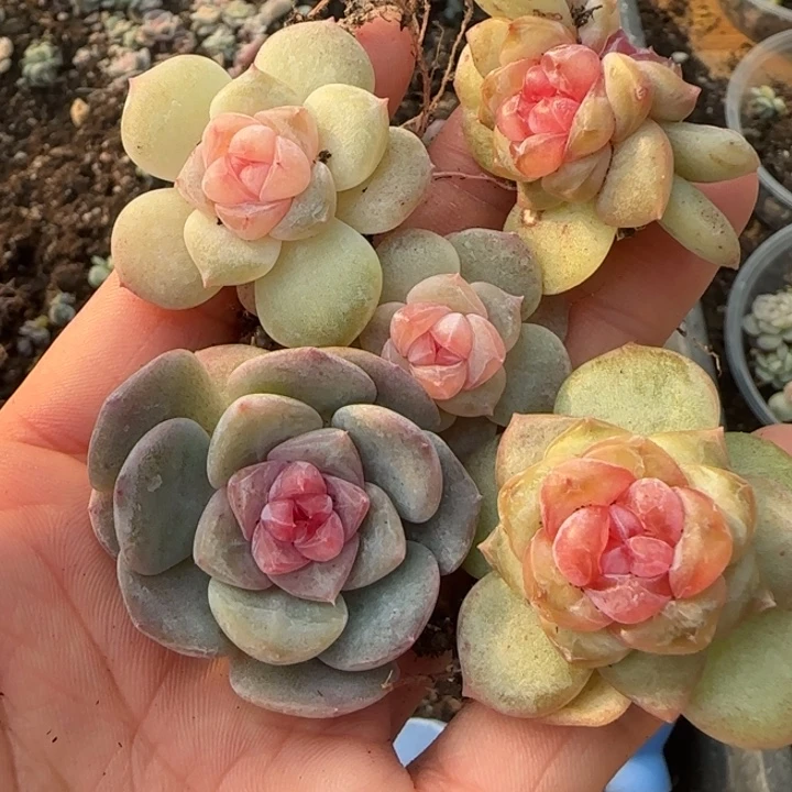 36王者系列多肉植物一盒