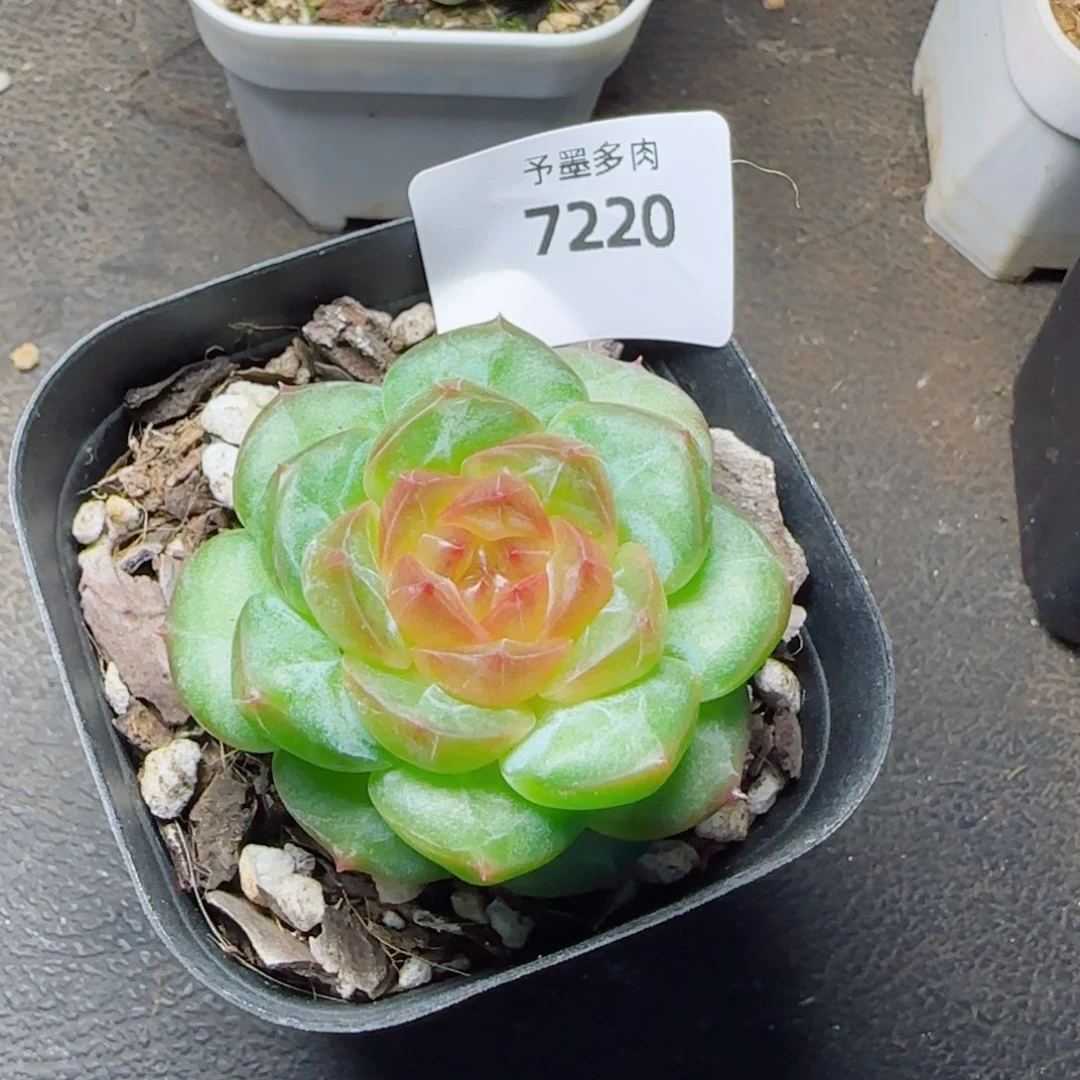 新品，7220多肉植物
