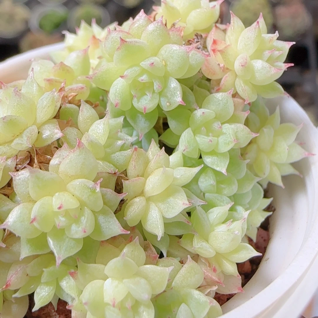 花语逸镜1030-43散