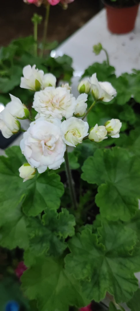 乌拉诺娃兽系天竺葵勤花