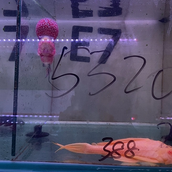 a***l388的鱼……………………………………