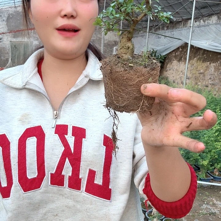 马***德无花朵刚回家方法缓解
