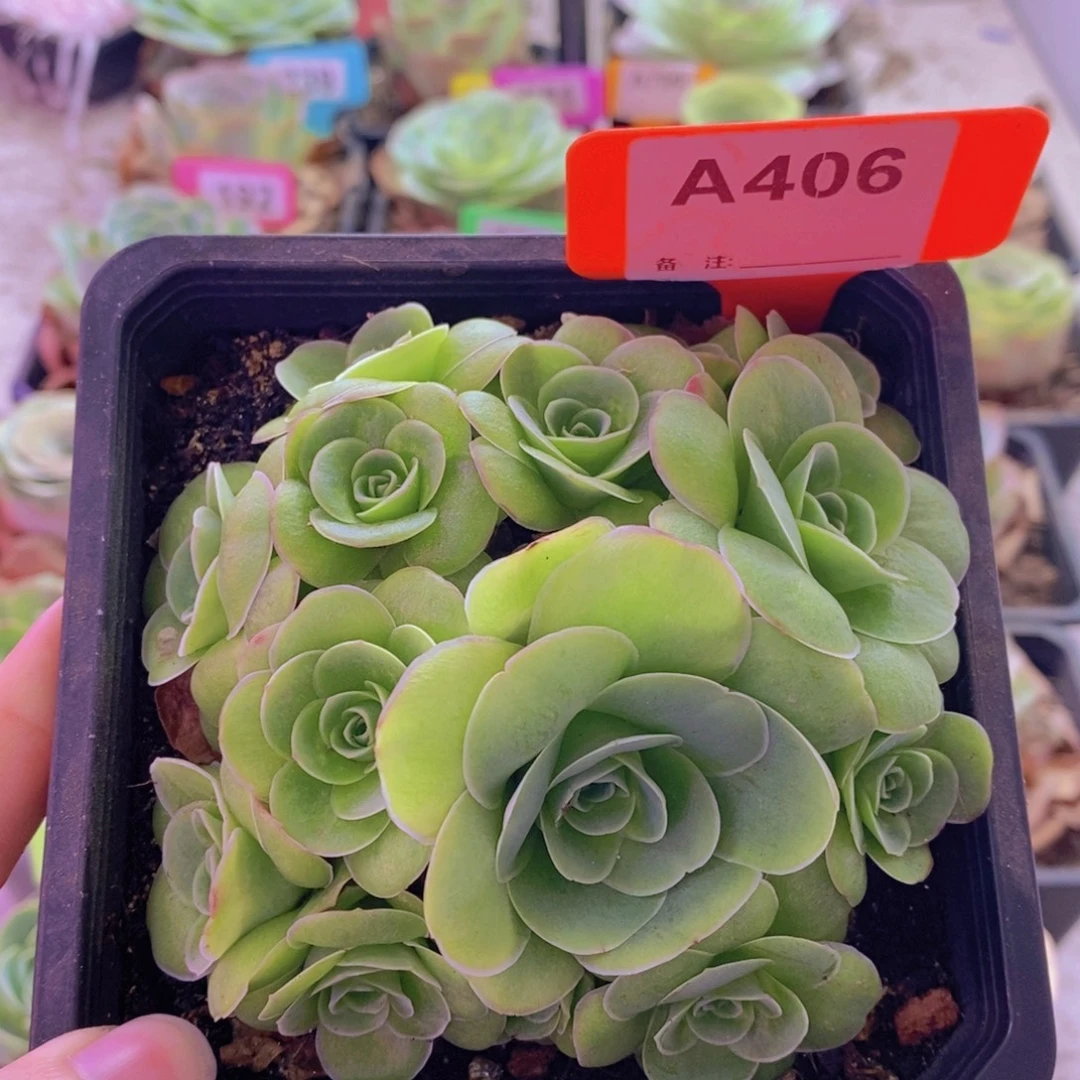 山地玫瑰一物一拍琉璃406