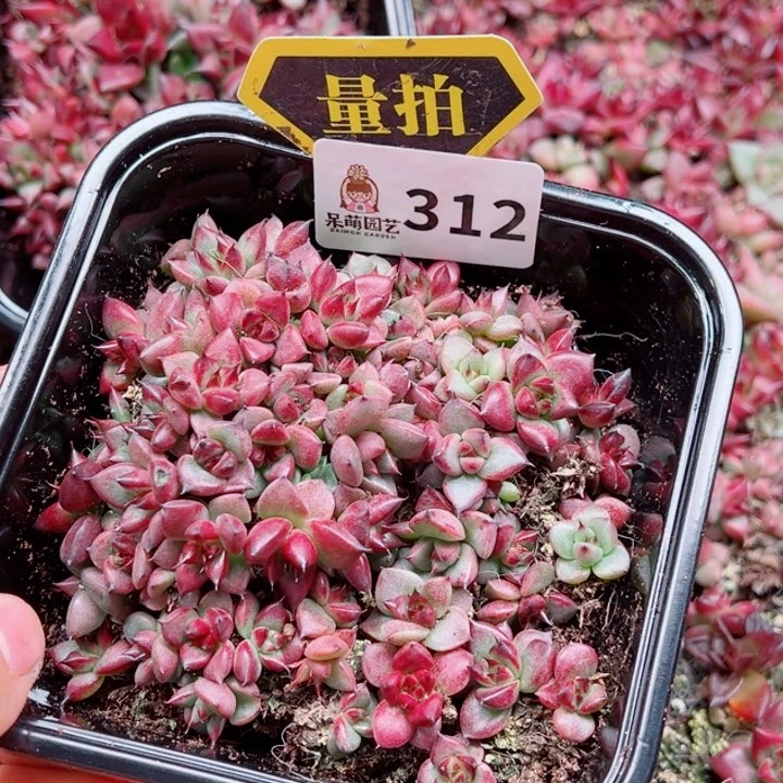 多肉植物多肉植物