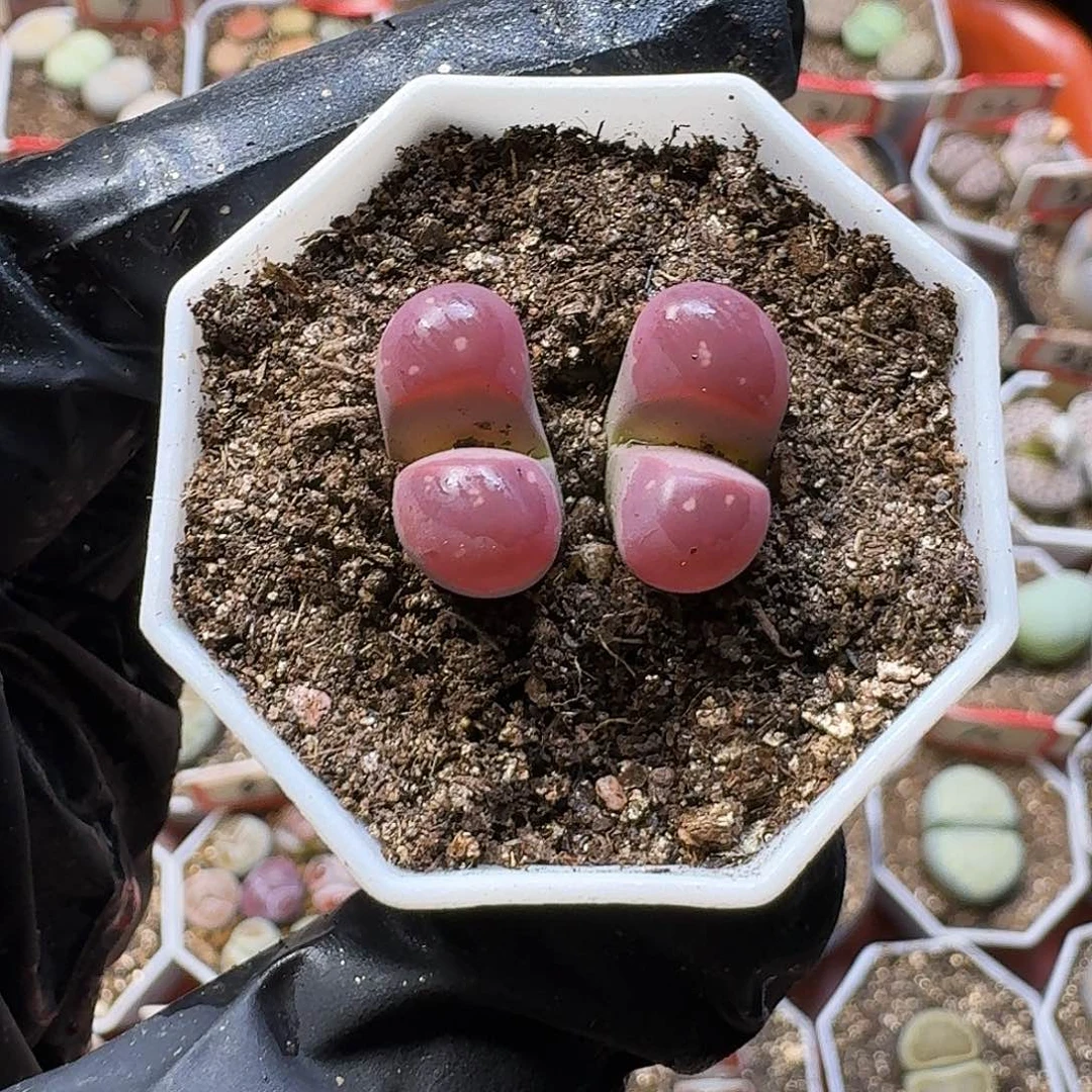 多***⑅生石花23:。生。 13号