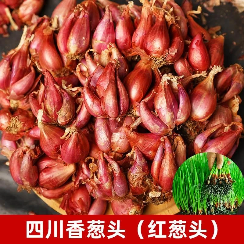 四季小香葱红葱头种正宗本地种子农家火葱苗带根葱头南方种植盆栽