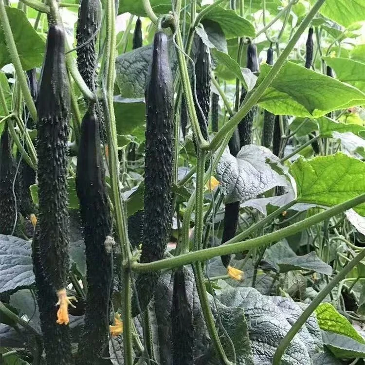 【满5元包邮】黄瓜种子青瓜节节瓜刺黄瓜绿瓤绿心瓜果蔬菜种子