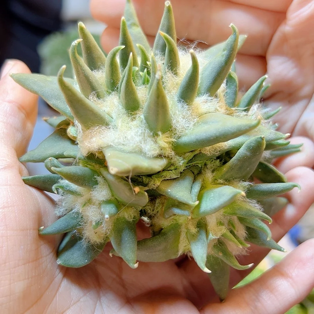 晚21号苗接细尤龙牙无根9. 4公分