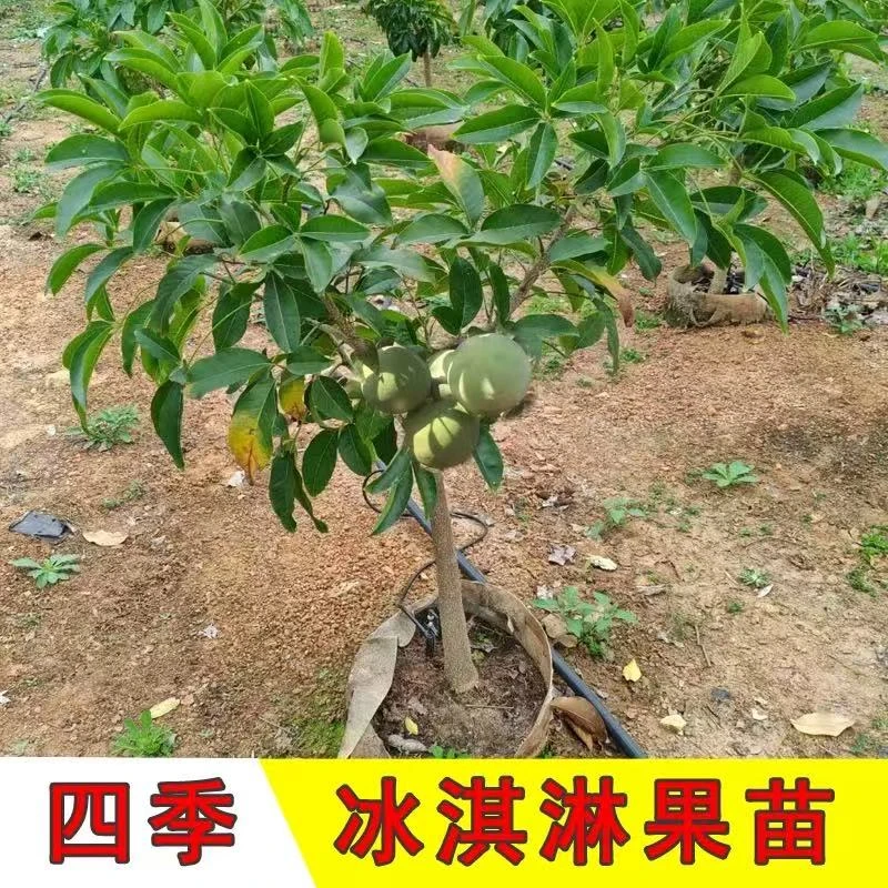 状元红冰淇淋果树苗巧克力布丁果白柿树苗大黑叶金四季庭院地栽