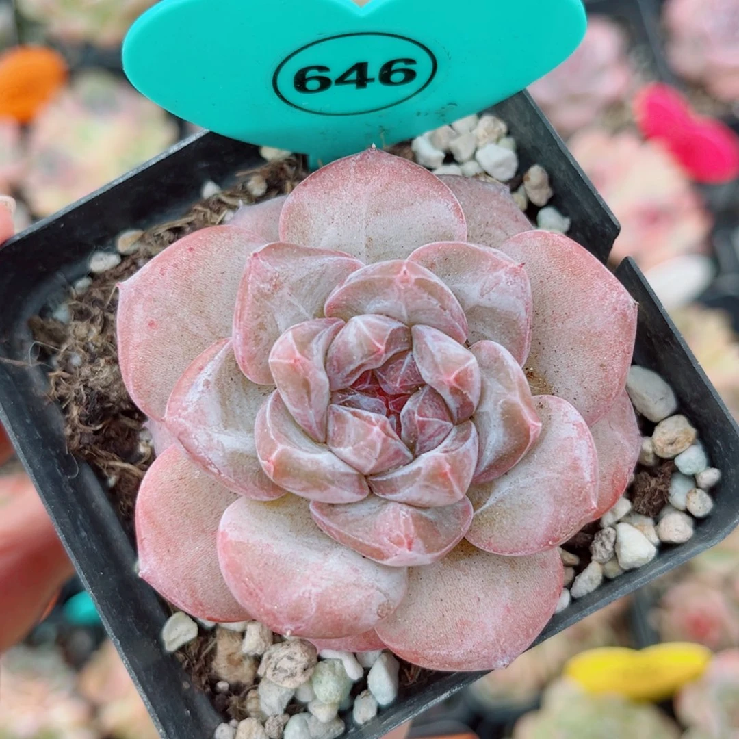 646号新品珍妮单头