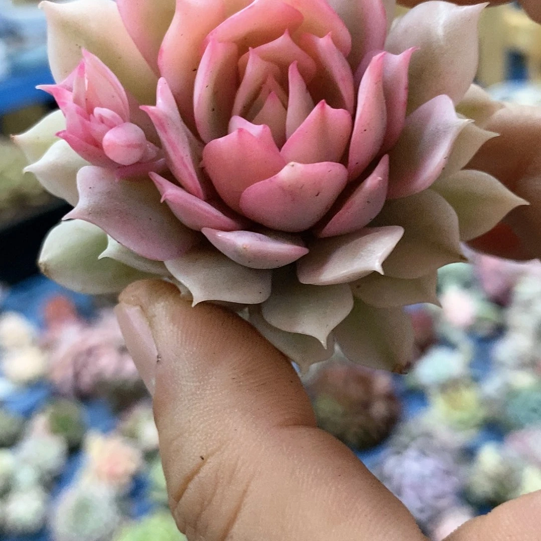 390粉蝶覆轮锦多肉植物