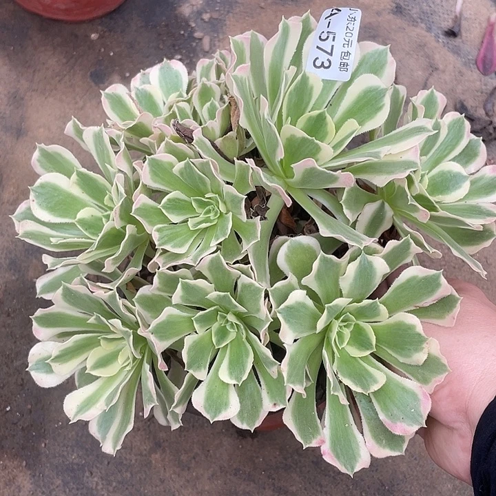 573白风多肉植物福利